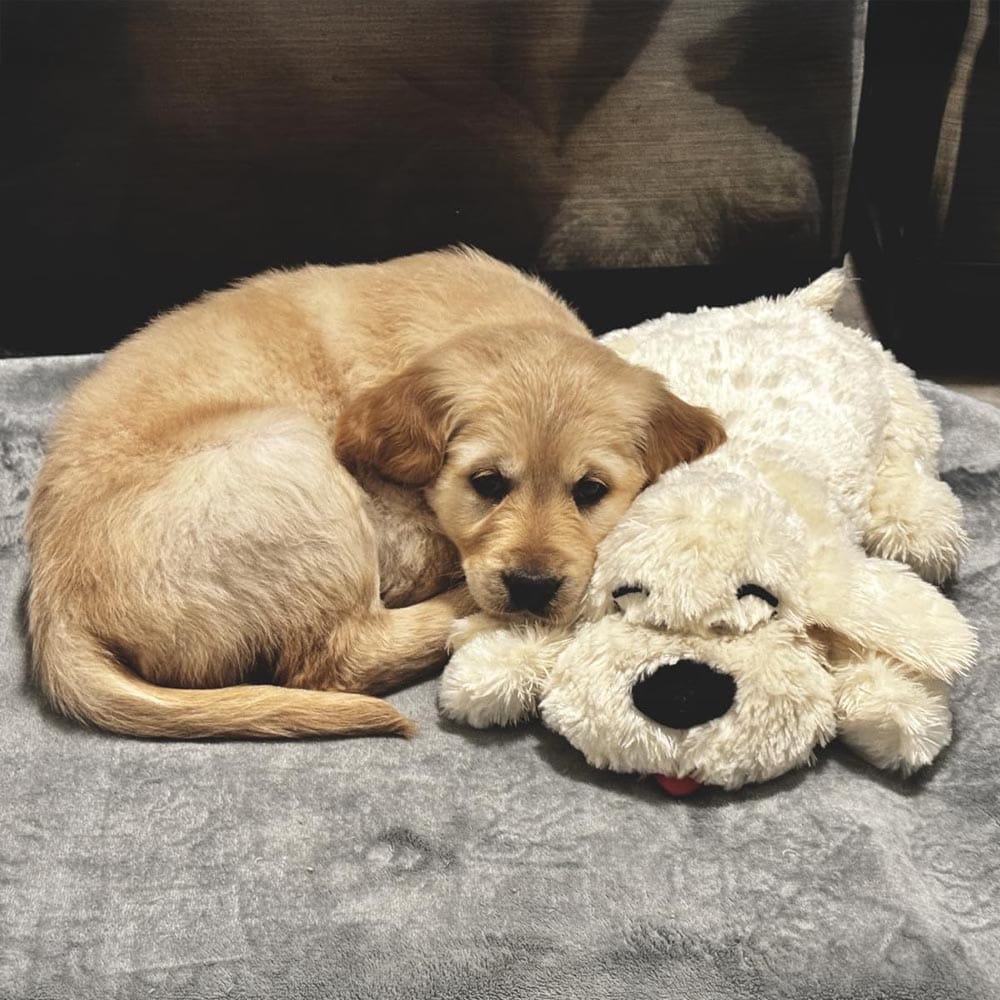 Snuggle Puppy plush dog toy with pulsing heartbeat and heat pack — designed to ease anxiety and mimic canine companionship